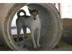 Adopt Cafe a Jack Russell Terrier Cattle Dog