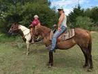 Spiritsweet little traveling sorral mare