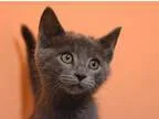 Adopt Sloan a Gray or Blue Domestic Shorthair  Mixed (short coat