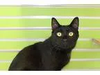 Adopt Reeses a All Black Domestic Shorthair  Mixed (short coat) 