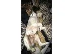 Brittany Mix dog to a good home (North)