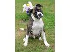 Unknown-Boxer Mix DOG FOR ADOPTION RGADN-355006 - Sammy - Boxer 