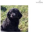 (^.^)  DO NOT MISS THIS!  WON T LAST, HEALTHY, PLAYFUL - ADORABL