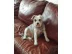 Adopt Schnauzer boy a Schnauzer
