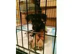 Adopt Jackson a Giant Schnauzer German Shepherd Dog