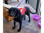 Labrador Retriever-Basset Hound Mix DOG FOR ADOPTION RGADN-32811