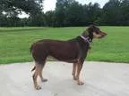 Unknown-Labrador Retriever Mix DOG FOR ADOPTION RGADN-273431 - B