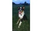 Full Bred Australian Shepherd