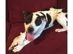 Unknown-American Pit Bull Terrier Mix DOG FOR ADOPTION RGADN-333