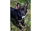 Unknown-American Pit Bull Terrier Mix DOG FOR ADOPTION RGADN-193