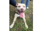 Adopt Tabitha a BrownChocolate American Staffordshire Terrier  M