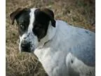Pointer-German Shepherd Dog Mix DOG FOR ADOPTION RGADN-90414 - F