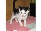 Adopt Neesha (baby girl) a Domestic Short Hair
