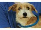 Unknown-Jack Russell Terrier Mix DOG FOR ADOPTION RGADN-343037 -