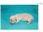 Whisper Gorgeous Male CKC Havapoo