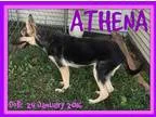 German Shepherd Dog DOG FOR ADOPTION RGADN-333780 - ATHENA - Ger