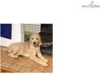 Blondi Female Goldendoodle puppy for Sale in Ohio