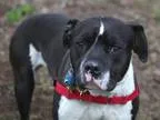 Unknown-American Pit Bull Terrier Mix DOG FOR ADOPTION RGADN-180