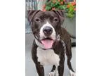 Adopt Karma a Brindle - with White Pit Bull Terrier  Mixed dog i