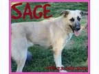 Unknown-Anatolian Shepherd Mix DOG FOR ADOPTION RGADN-295090 - S