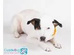 Adopt Princess a White - with Black Australian Cattle Dog  Austr