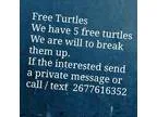 Free Turtles (Northeast)