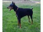 Adopt Brodie a Doberman Pinscher  Mixed dog in Bristolville OH (