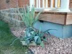 Agave  Americano (Den.)