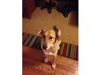 Unknown-Labrador Retriever Mix DOG FOR ADOPTION RGADN-59461 - Sh