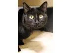 Adopt Nessie a All Black Domestic Shorthair (short coat) cat in 