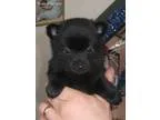 Schipperkes