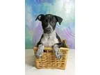 Adopt Billy a Black - with Gray or Silver Labrador Retriever  Ca