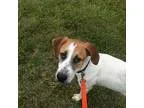 Unknown-Labrador Retriever Mix DOG FOR ADOPTION RGADN-257996 - B