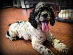 Cocker Spaniel DOG FOR ADOPTION RGADN-351606 - Kanye - Cocker Sp