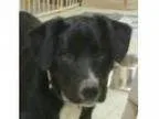 Adopt Molly-PUPPY a Labrador Retriever