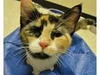 Adopt Ariel a Calico or Dilute Calico Calico (short coat) cat in