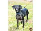 Unknown-Labrador Retriever Mix DOG FOR ADOPTION RGADN-54947 - Mi
