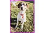 Unknown-Labrador Retriever Mix DOG FOR ADOPTION RGADN-87816 - De