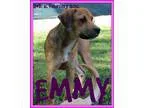 Unknown-Beagle Mix DOG FOR ADOPTION RGADN-295088 - EMMY - Beagle