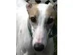 Greyhound DOG FOR ADOPTION RGADN-354098 - Jackson - Greyhound (s