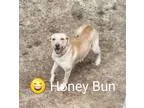 Unknown-Labrador Retriever Mix DOG FOR ADOPTION RGADN-335324 - H