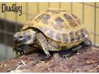 Adopt Dudley a Three Toed Box