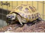 Adopt Dudley a Three Toed Box
