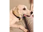 Unknown-Labrador Retriever Mix DOG FOR ADOPTION RGADN-355302 - B