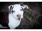 Adopt Puppies puppies and more puppies a Hound Pit Bull Terrier