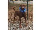 Unknown-Doberman Pinscher Mix DOG FOR ADOPTION RGADN-155643 - Wr