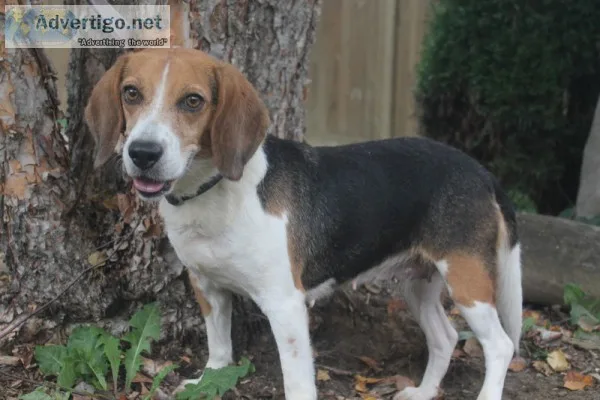 Adult Female Beagle for adoption