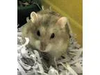 Adopt Dwarf Hamster a Hamster