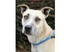 Unknown-American Pit Bull Terrier Mix DOG FOR ADOPTION RGADN-232