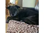 Plott Hound-German Shepherd Dog Mix DOG FOR ADOPTION RGADN-34533